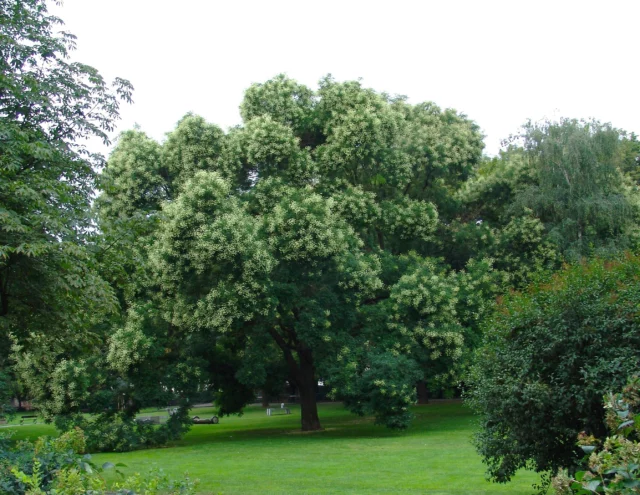 Un esemplare di Sophora japonica adulto