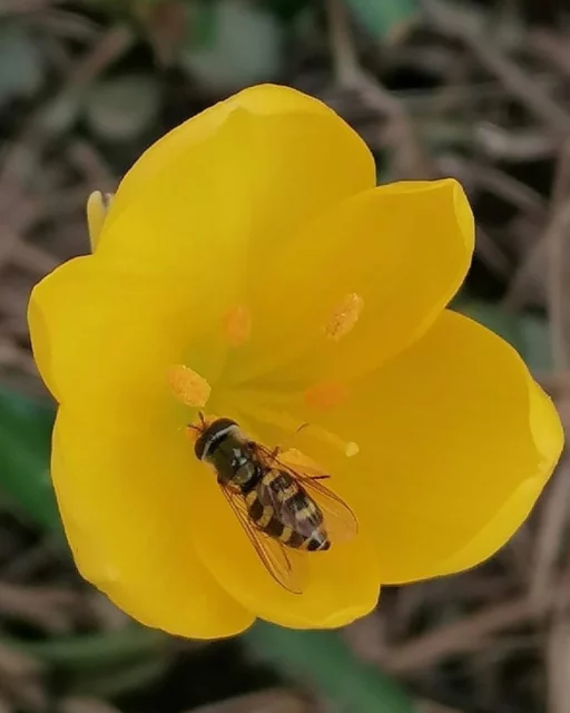 Sternbergia lutea Ã¨ amata e visitata dagli impollinatori