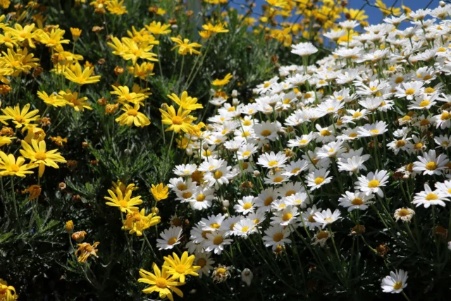 Leucanthemum e E. pectinatus insieme