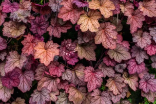 Heuchera a foglia rossa