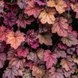 Heuchera a foglia rossa