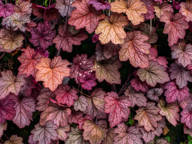 Heuchera a foglia rossa