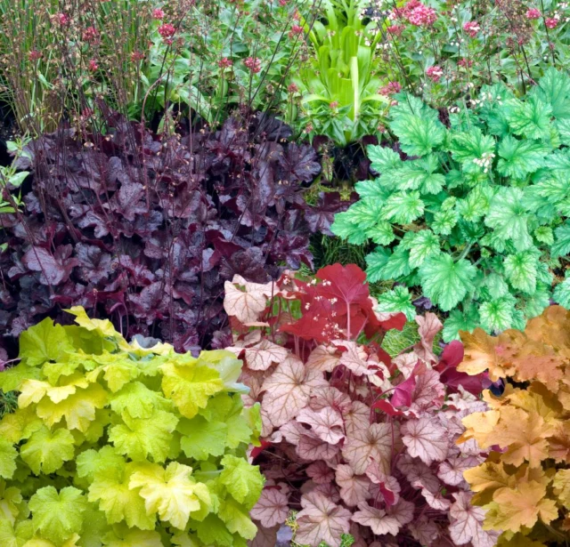 Un mix di Heuchera