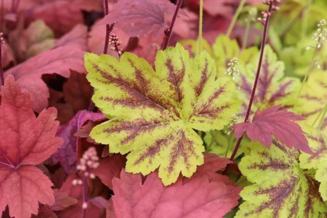 Contrasti di colore fra due cultivar