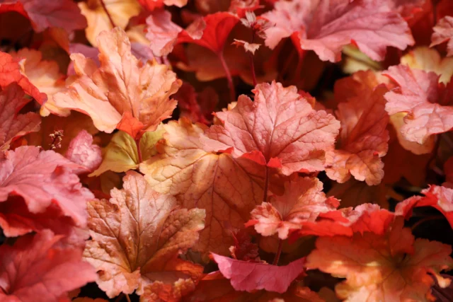 Una cultivar di Heuchera le cui foglie sono cangianti