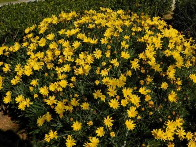 Un morbido cespuglio di Euryops pectinatus