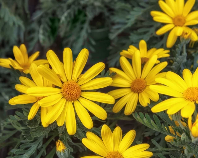 Un tripudio di colore in ogni stagione, la fioritura di Euryops pectinatus