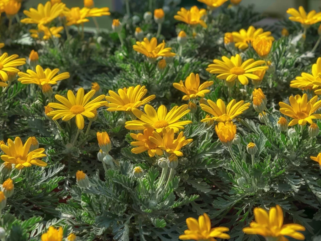 Euryops pectinatus: margherite gialle di fine estate