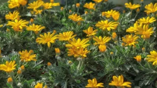 Euryops pectinatus: margherite gialle di fine estate