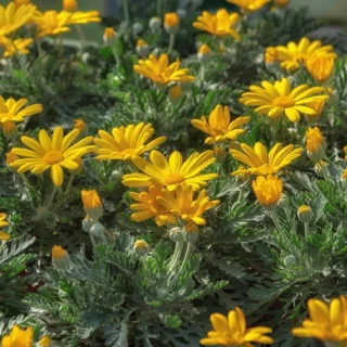 Euryops pectinatus: margherite gialle di fine estate