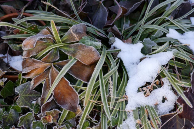 Liriope muscari non teme neve e ghiaccio