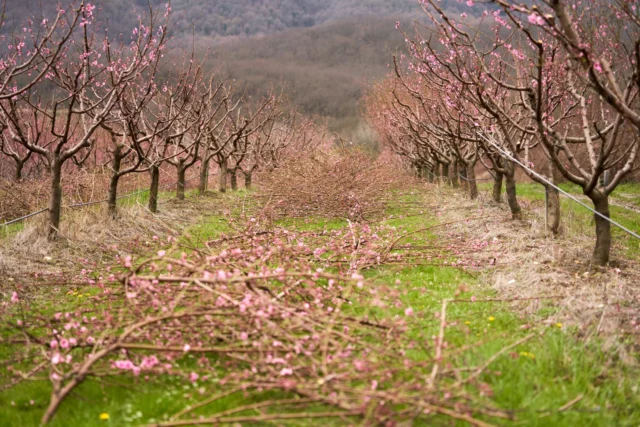 La potatura delle piante di pesco in un frutteto