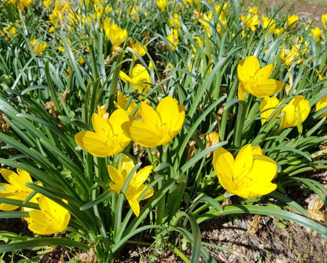 Sternbergia lutea: una macchia di colore che si riproduce in continuo