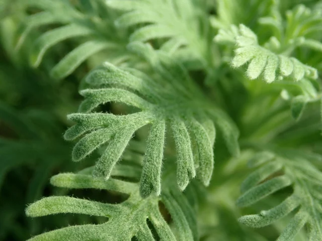 Dettaglio delle foglie di Euryops pectinatus