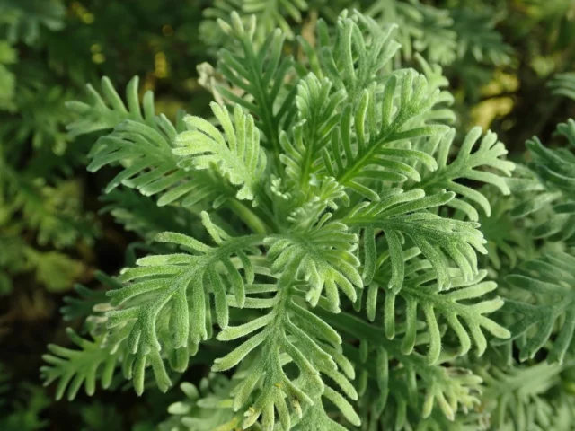 Un bel ciuffo di foglie verde glauco di E. pectinatus