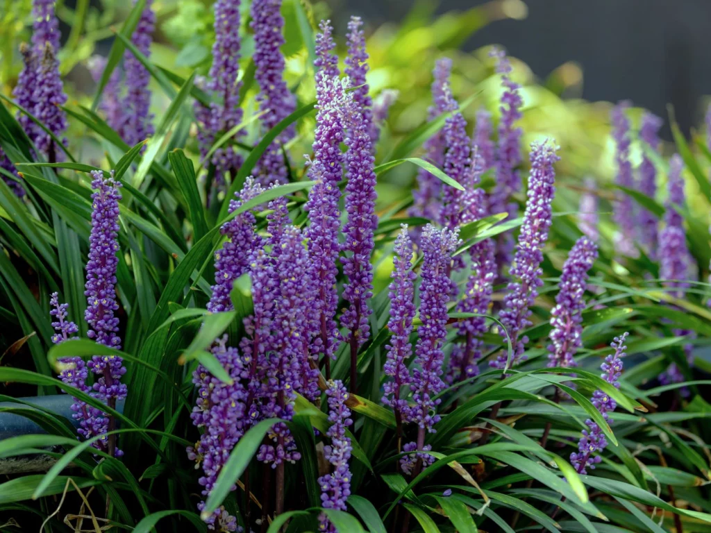 Liriope muscari in fioritura