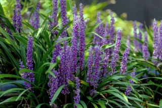 Liriope muscari in fioritura