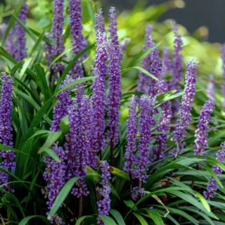 Liriope muscari in fioritura