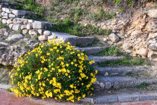 Un cespuglio tondeggiante di Euryops pectinatus