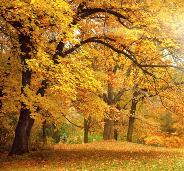 Immergersi nell'oro del foliage autunnale