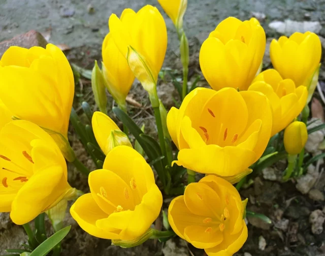 La luminositÃ  dei fiori di Sternbergia lutea