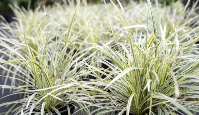 Splendido fogliame di questa cultivar 