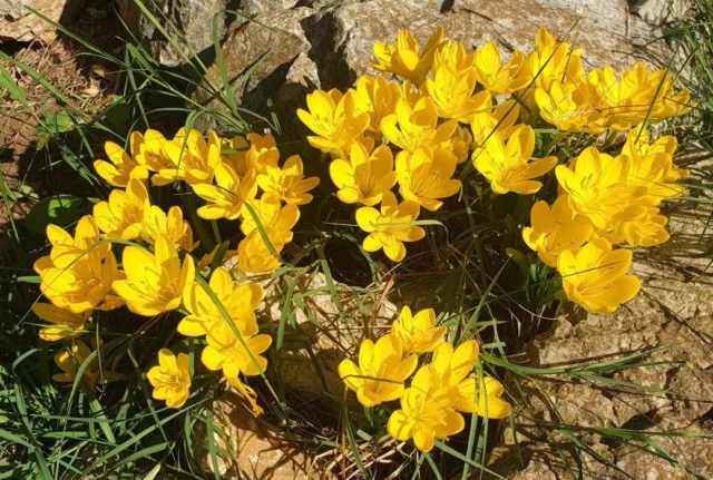 L'immagine evidenzia come le foglie appaiano a fioritura avvenuta