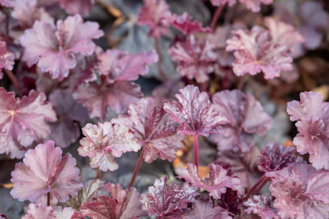 Heuchera 'Obsidian'