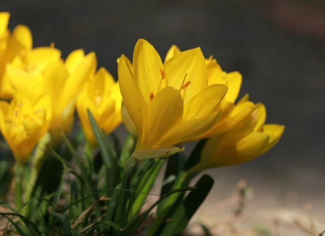 Close-up di Sternbergia lutea