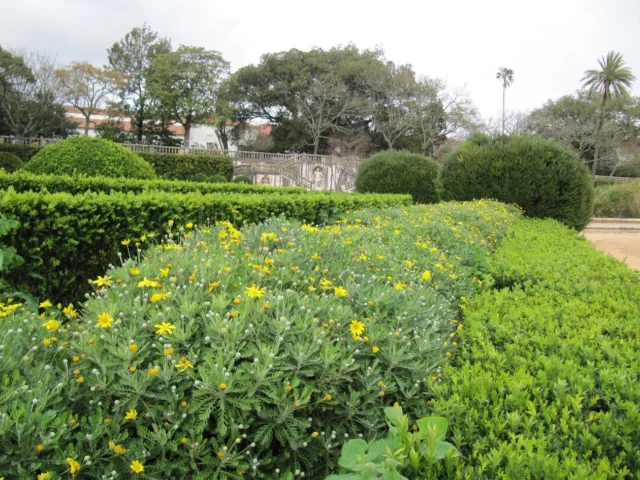 Una siepe di Euryops pectinatus