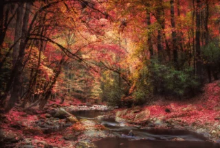 Foliage autunnale come un dipinto: il caldo abbraccio della natura