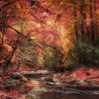 Foliage autunnale come un dipinto: il caldo abbraccio della natura