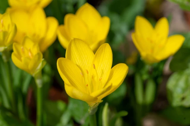 Sternbergia lutea, il degno saluto delle perenni all'estate