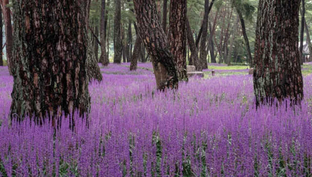 In Asia Liriope muscari Ã¨ spontanea