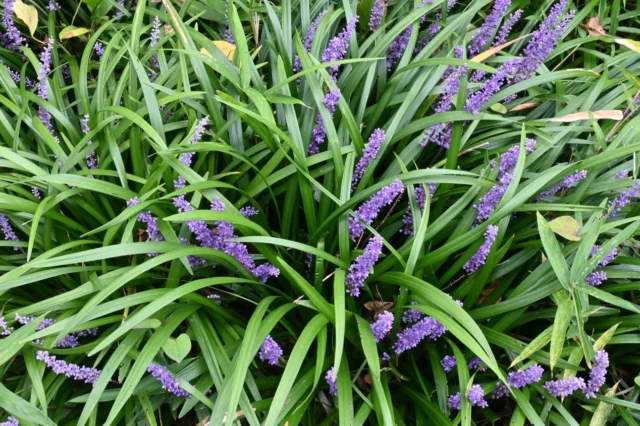 Fiorisce dalla metÃ  di agosto in poi ed Ã¨ sempreverde