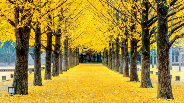 Un viale di Ginkgo col loro foliage autunnale unico, in Corea