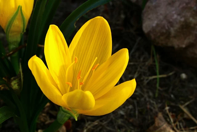 Gli stami con le tipiche antere arancioni di Sternbergia lutea