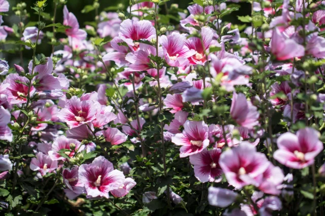 Hibiscus syriacus