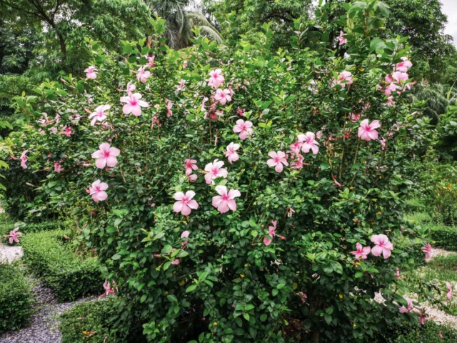 Un cespuglio di H. rosa-sinensis