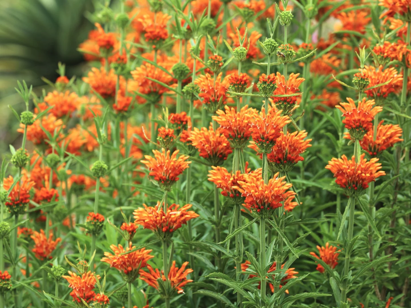 Leonotis leonurus: fioriture fiammeggianti nel giardino d'autunno