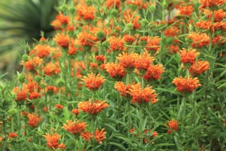 Leonotis leonurus: fioriture fiammeggianti nel giardino d'autunno