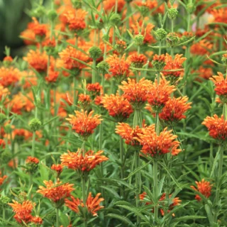 Leonotis leonurus: fioriture fiammeggianti nel giardino d'autunno