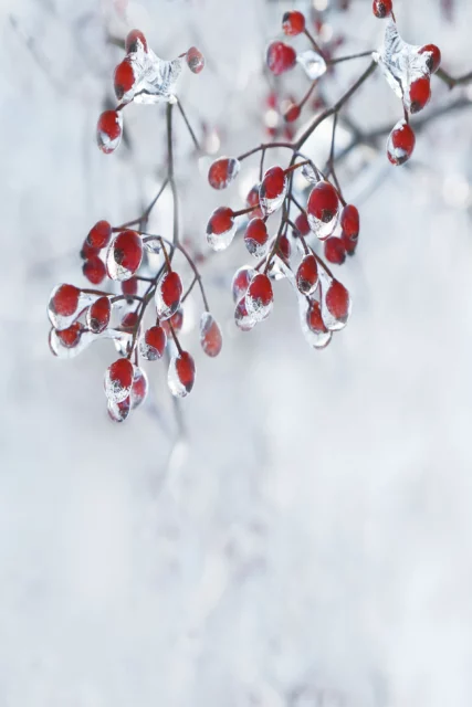 Bacche di Rosa nel ghiaccio e nella neve