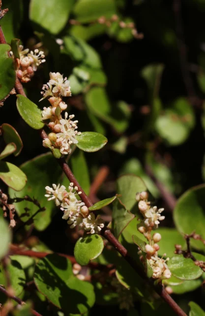 Foglie e fiori di Muehlenbeckia complexa