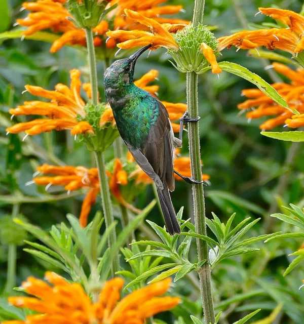 L. leonurus Ã¨ molto amato dalla piccola fauna