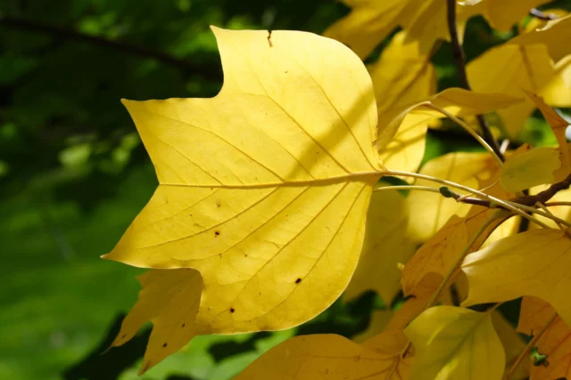 Foglie dorate di Liriodendron tulipifera