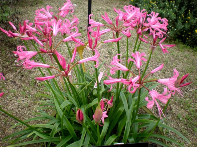 Nerine bowdenii, la pianta intera in fase di fioritura