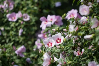 Hibiscus, un genere che dilaga in meridione