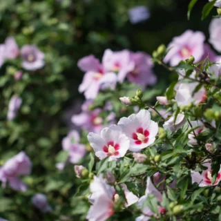 Hibiscus, un genere che dilaga in meridione