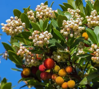 Corbezzolo in autunno: fiori e frutti nello stesso momento